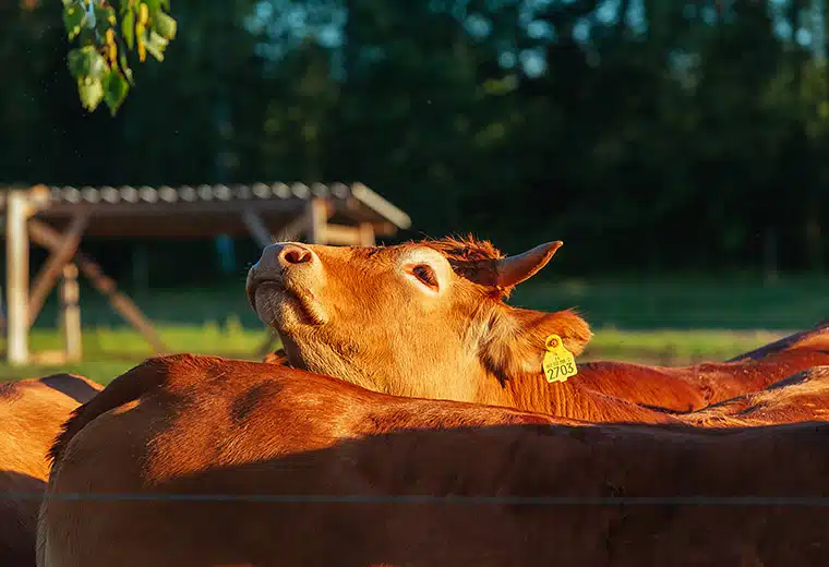 Viskaalin tilan karjaa. Kuva: Viskaalin tila